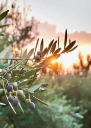 Über Die Viertel Zeytinalani Und Toparlar