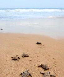 About The Dalyan Canal And Kaunos Rock Tombs