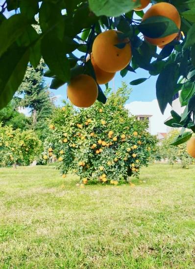 Döğüşbelen Ve Zaferler Mahalleleri Hakkında